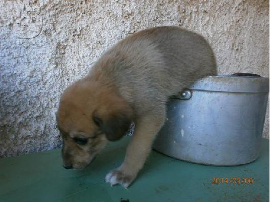 Κουταβακι χαριζεται